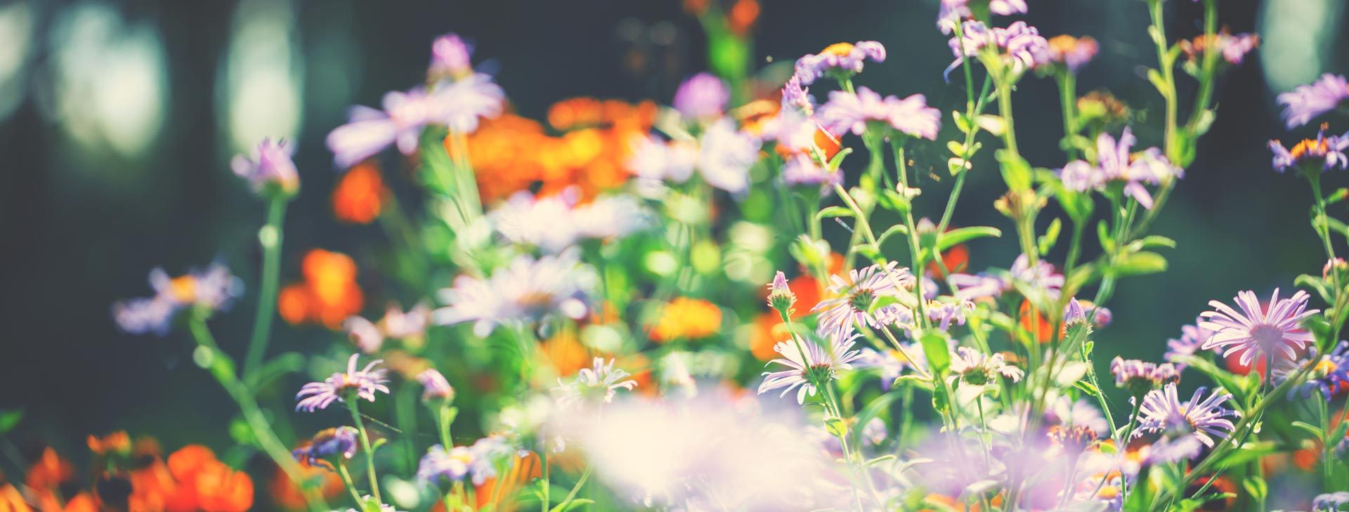 Der Garten ist ein anderer Himmel mit Sternen aus Blumen