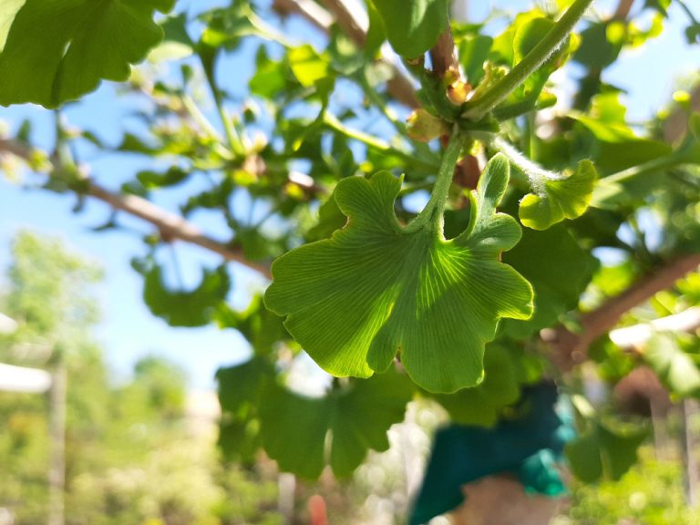 Ginkgo biloba Baum der Hoffnung und Stärke Huber Gartenbau